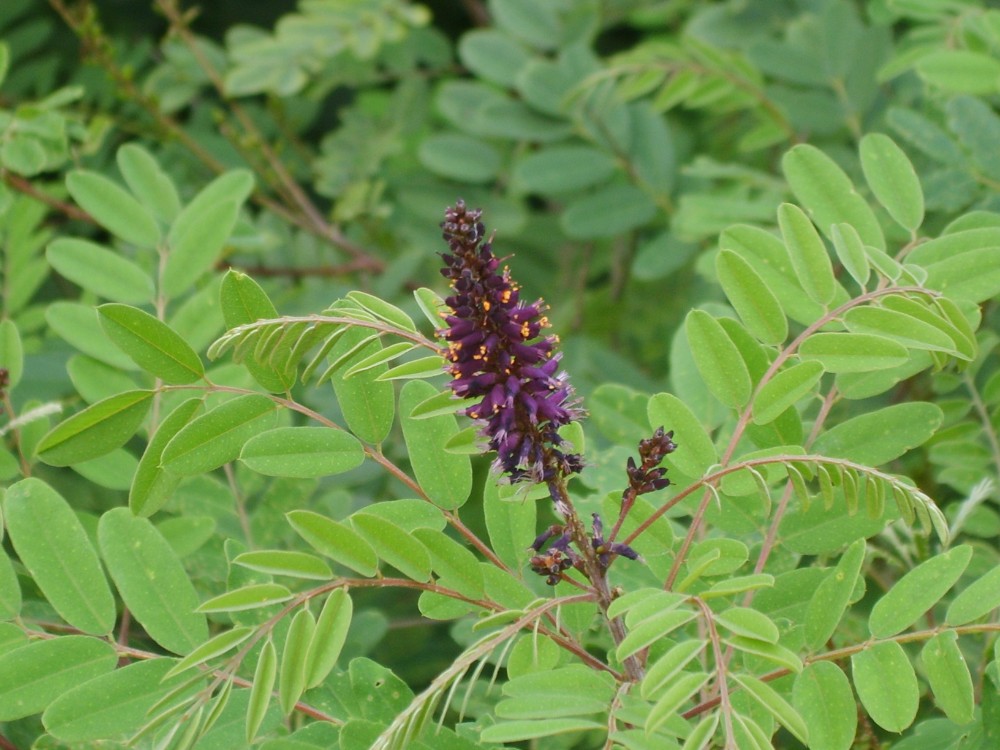 indigo_bush